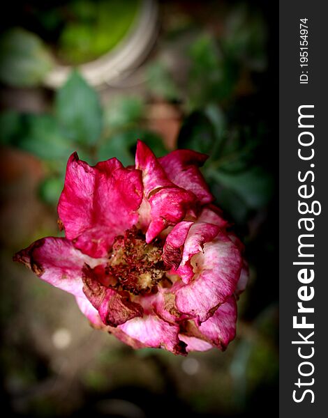 Rose Plant color fresh Rose Flower, dark Green garden flower background photo. Rose Plant color fresh Rose Flower, dark Green garden flower background photo.