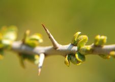 Sharp Thorns Royalty Free Stock Photo Sharp Thorns Royalty Free Stock Photo