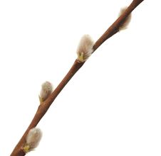 Twigs Of Willow With Catkins Royalty Free Stock Photography