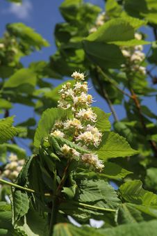 Chestnut Royalty Free Stock Image Chestnut Royalty Free Stock Image