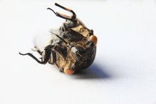 Through Life S Cicada Royalty Free Stock Image