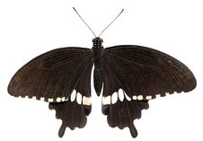 Papilio Polytes &x28;male&x29; Royalty Free Stock Photos Papilio Polytes &x28;male&x29; Royalty Free Stock Photos