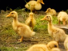 Group Of Little Ducklings Royalty Free Stock Photo