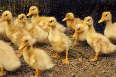 Group Of Little Ducklings Stock Photo