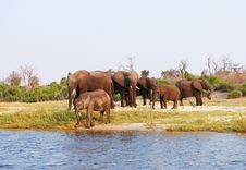 Large Herd Of African Elephants Stock Image Large Herd Of African Elephants Stock Image