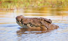 Crocodile (Crocodylus Niloticus) Stock Photos Crocodile (Crocodylus Niloticus) Stock Photos