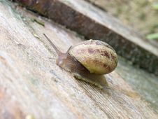 Snails Farm Stock Image