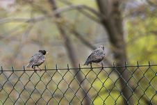 Starlings On The Fence Stock Image Starlings On The Fence Stock Image