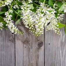 Bird Cherry Branch On A Wooden Surface Stock Photos Bird Cherry Branch On A Wooden Surface Stock Photos