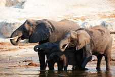 Large Herd Of African Elephants Stock Photos