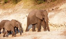 Large Herd Of African Elephants Royalty Free Stock Photography Large Herd Of African Elephants Royalty Free Stock Photography