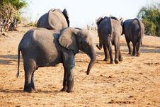 Large Herd Of African Elephants Stock Photos Large Herd Of African Elephants Stock Photos