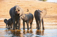 Large Herd Of African Elephants Royalty Free Stock Photos Large Herd Of African Elephants Royalty Free Stock Photos
