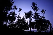 Coconut Tree At Sunrise - Kao Mak, Thailand Royalty Free Stock Photo Coconut Tree At Sunrise - Kao Mak, Thailand Royalty Free Stock Photo