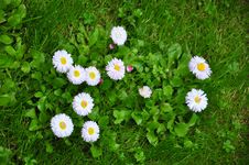Daisy Flowers Stock Photography Daisy Flowers Stock Photography