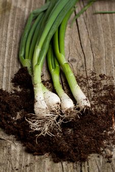 Bunch Of Fresh Green Onions Royalty Free Stock Image Bunch Of Fresh Green Onions Royalty Free Stock Image