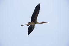 Migratory Bird - 5 Royalty Free Stock Images