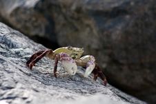 Purple Rock Crab -  Leptograpsus Variegatus Royalty Free Stock Photo