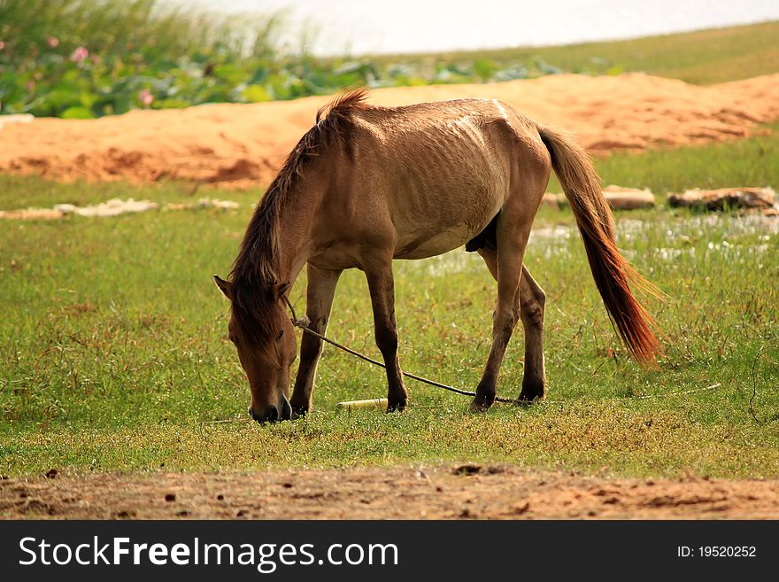 Photo of a horse on meadow