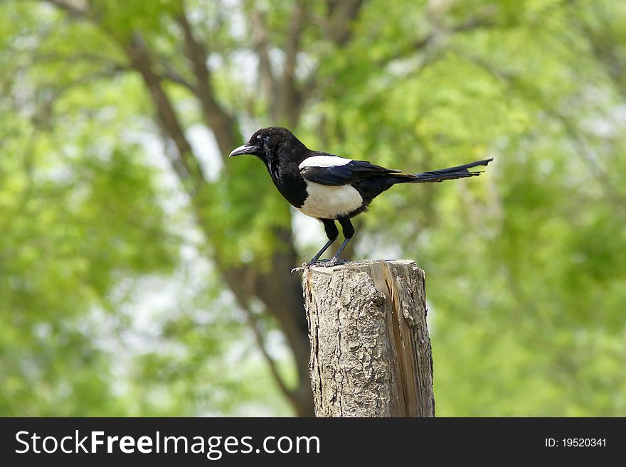 A pied magpie is standing on the wood