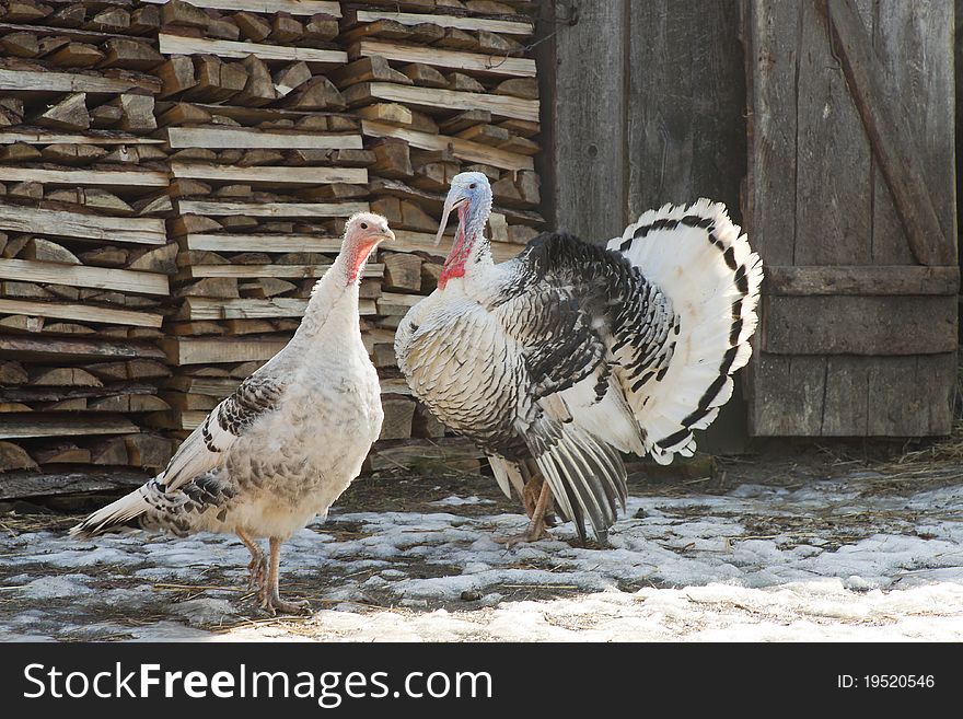 Meeting of turkey-cocks