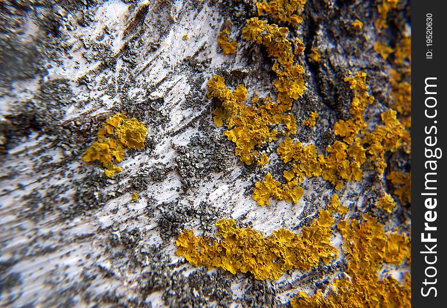 A birch bark close up.