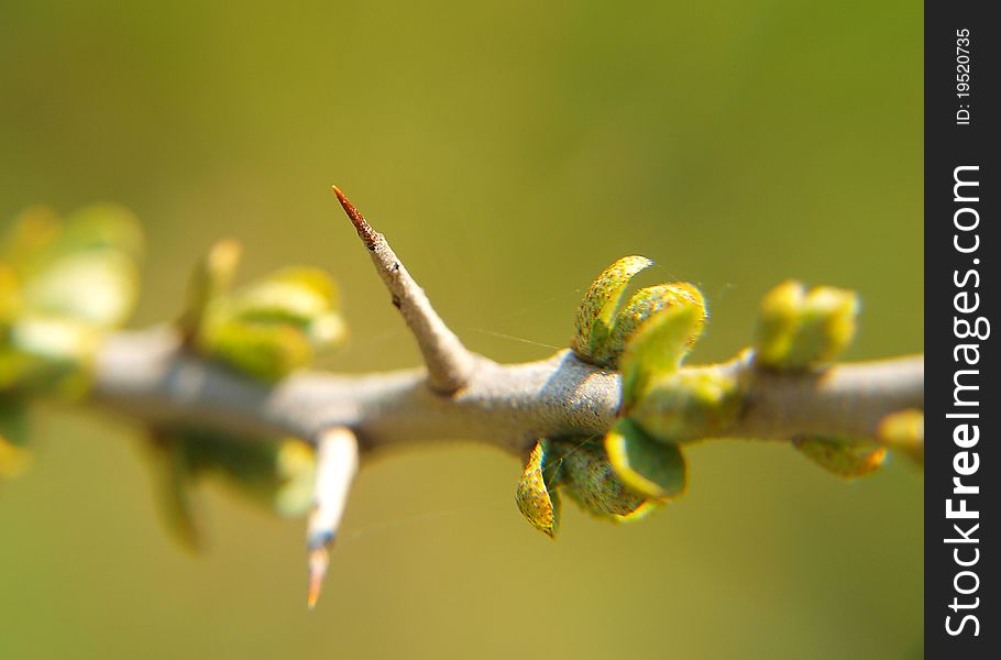 Spring time buds on Tree with sharp thorns. Spring time buds on Tree with sharp thorns