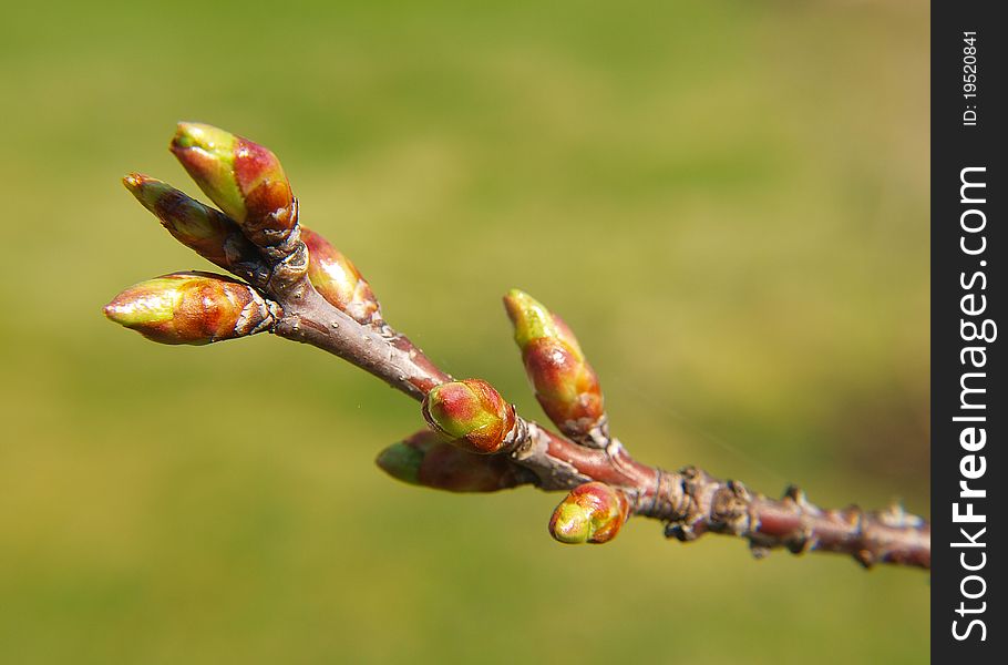 Green fresh buds on branch