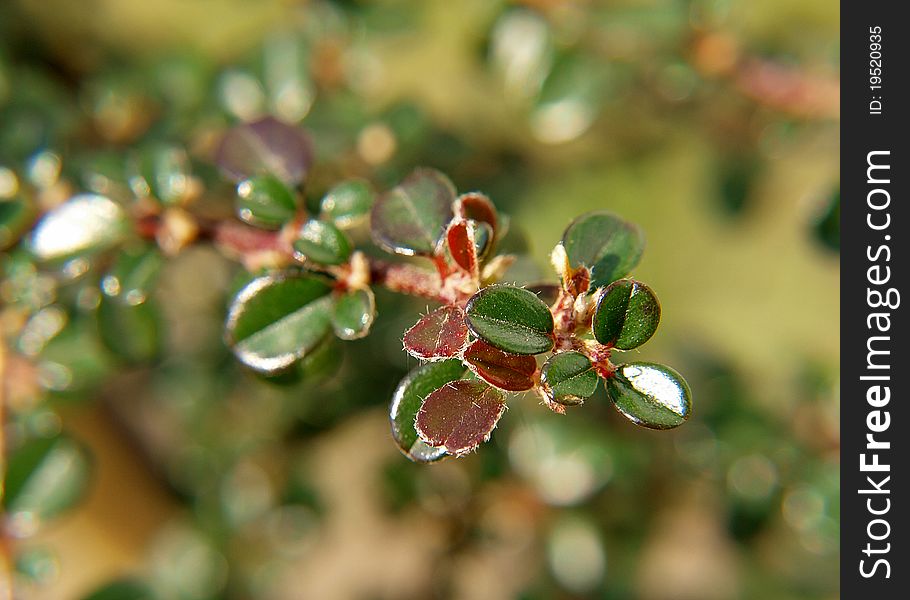 Fresh leafs on branch