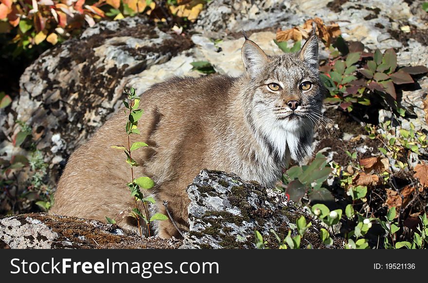 A Canadian lynx crouching behind a rock