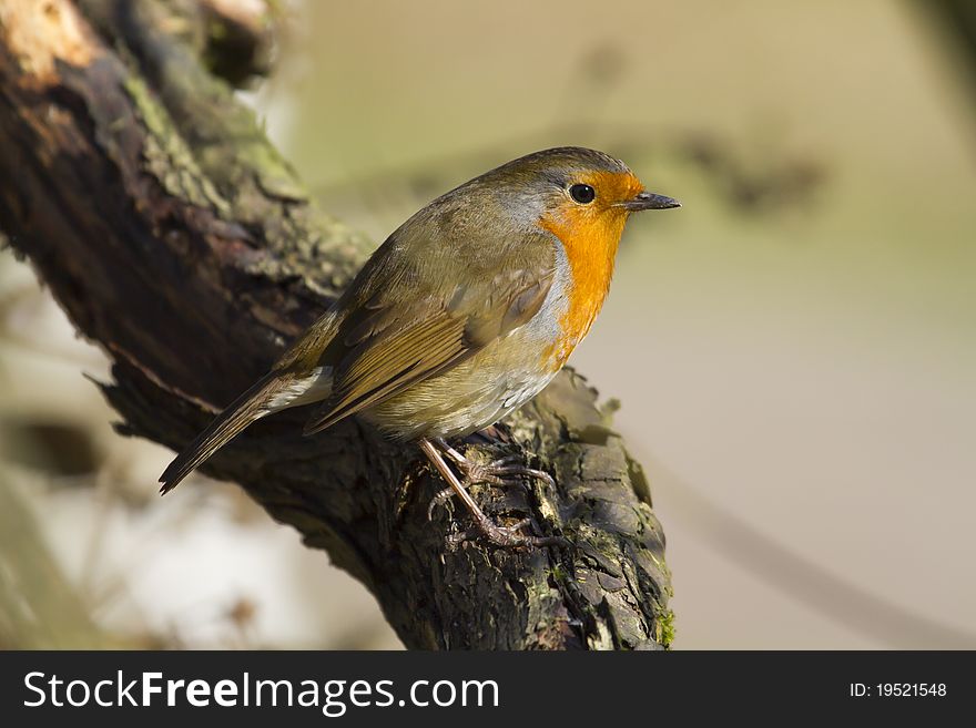 Robin perched on a branch in the wild. Robin perched on a branch in the wild