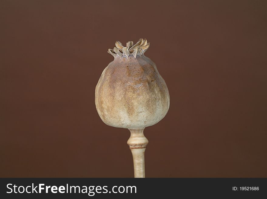 Poppy heads on white background. Poppy heads on white background