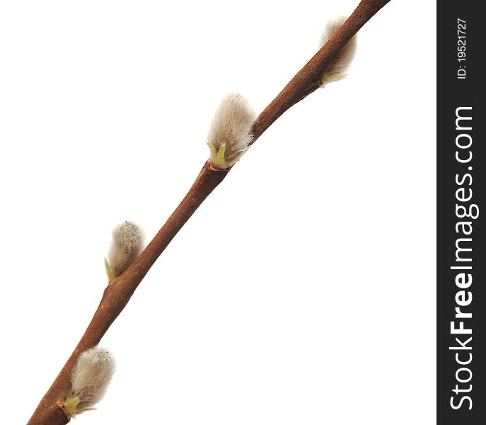 Twigs of willow with catkins on a white background