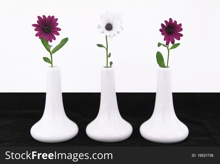 White vases with daisy flowers