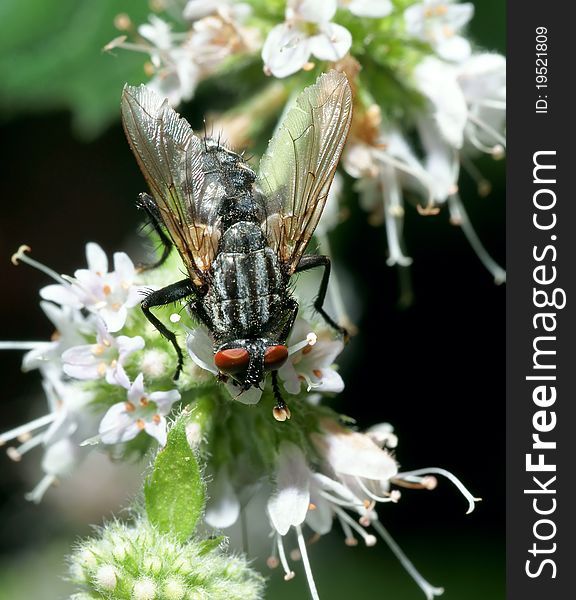 Fly on green sheet close up