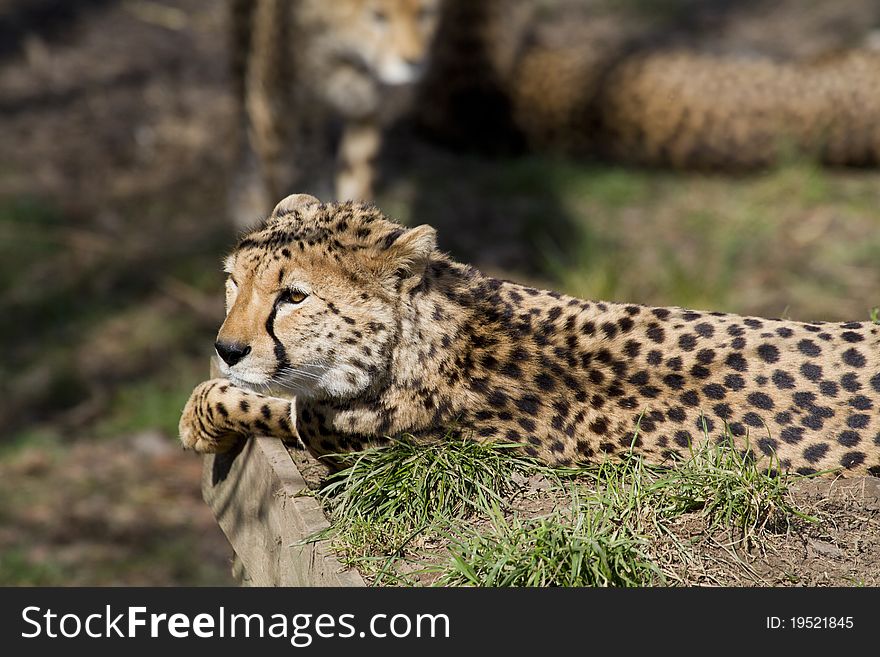 Cheetah Big cat from Africa resting in the sun