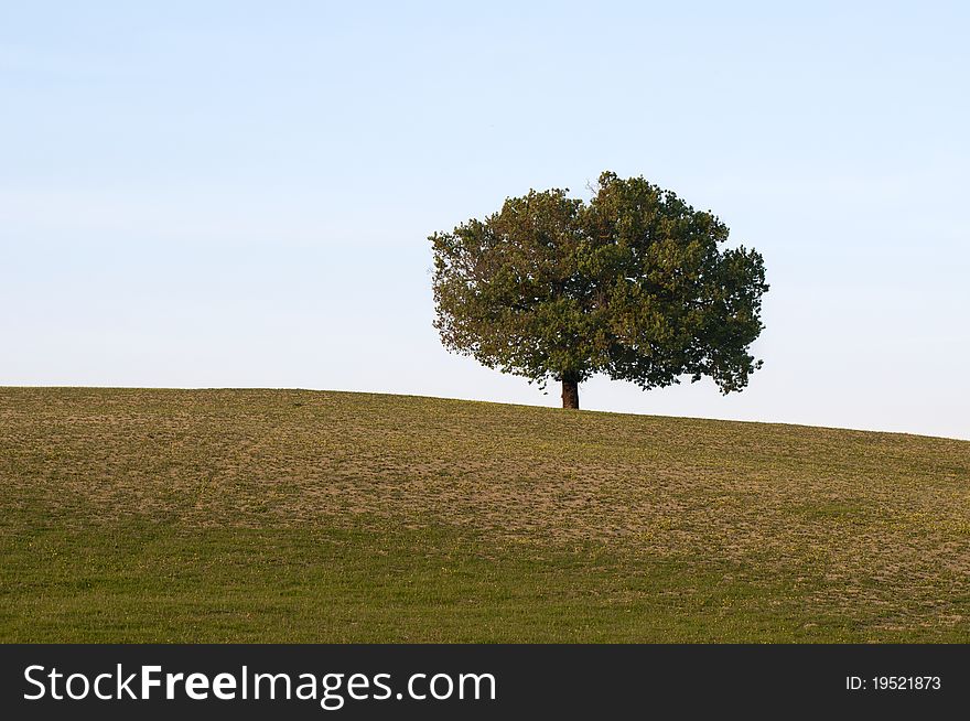 Lonely tree on a hill in Tuscany, Italy