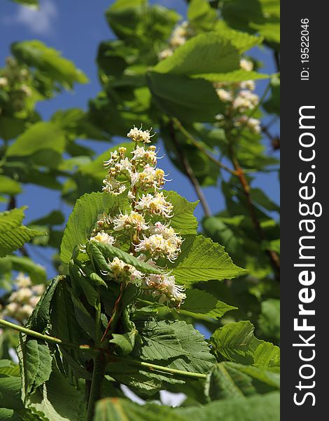 Chestnut tree blooming in close up