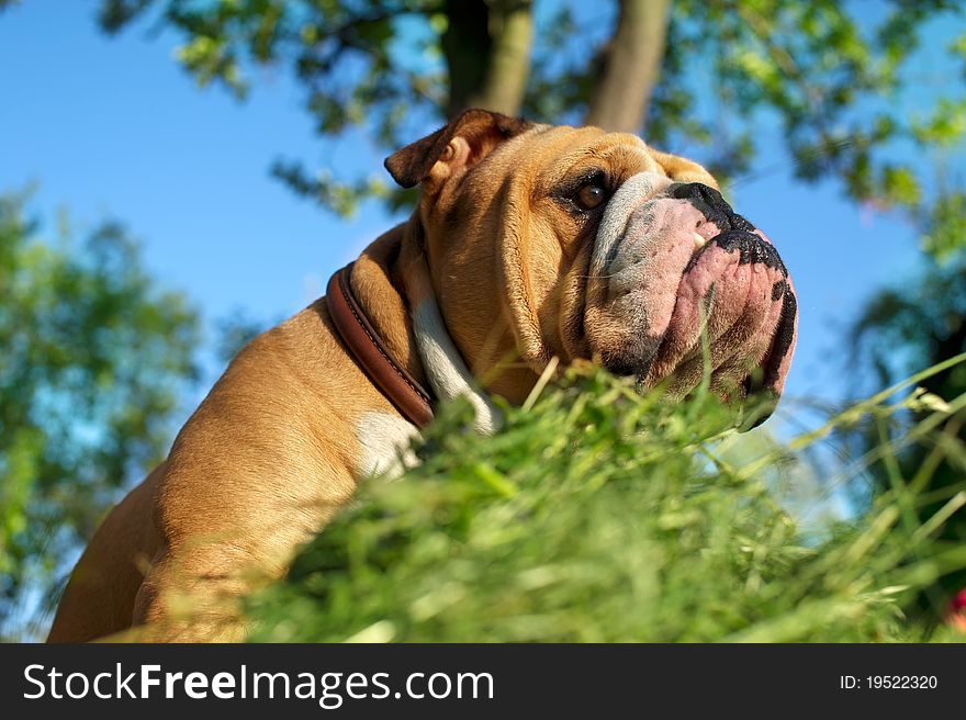 Cute English Bulldog on green grass