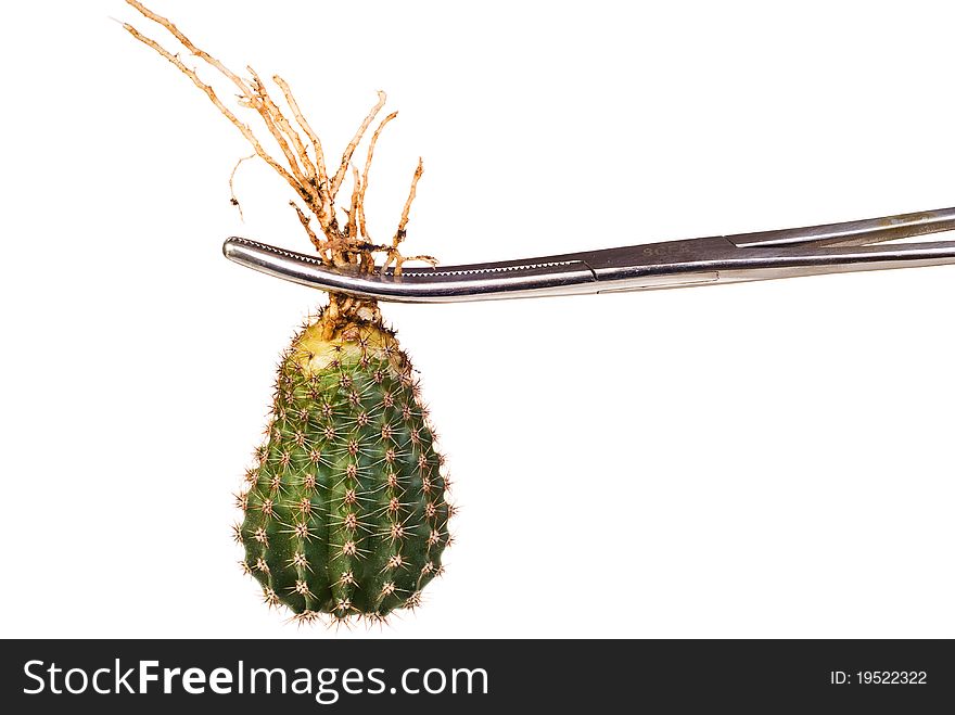 Cactus pinched by surgical forceps isolated on white background. Cactus pinched by surgical forceps isolated on white background