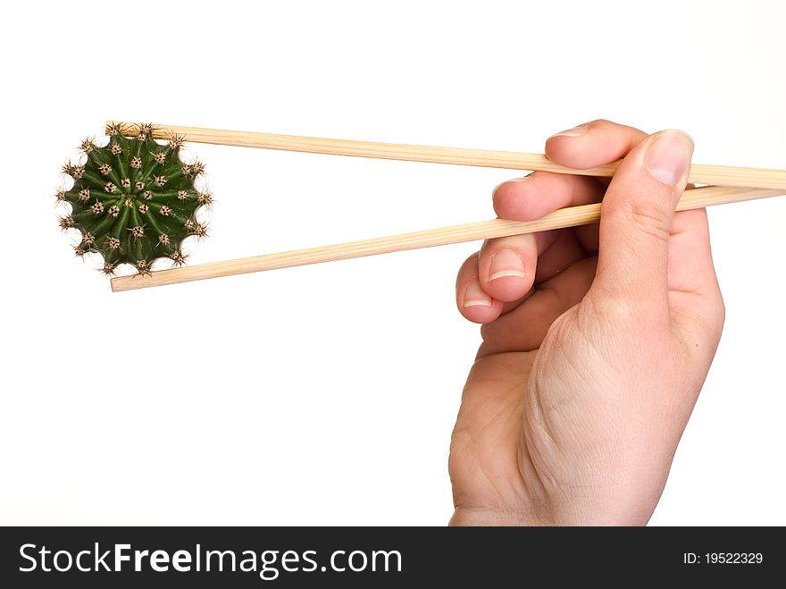 Cactus picked up by chopsticks isolated on white background