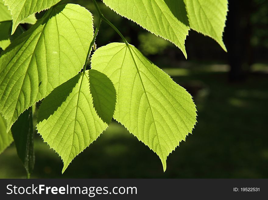 Tilia (Linden) leaves against the sun. Tilia (Linden) leaves against the sun