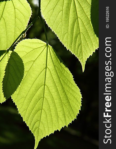 Tilia Leaves