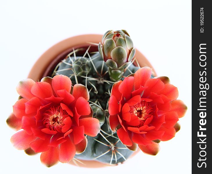 Cactus plant blooming with red flowers