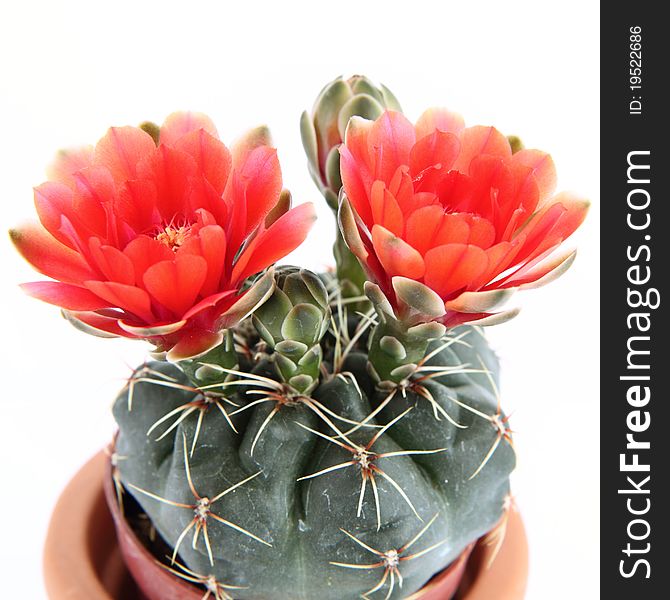 Cactus plant blooming with red flowers