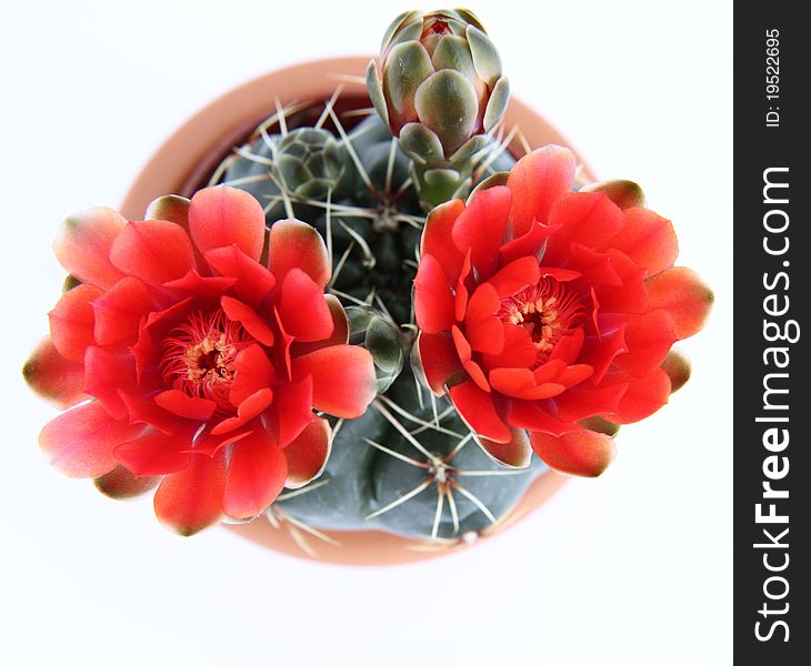 Blooming cactus plant with red flowers on white background