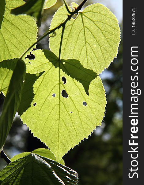 Tilia (Linden) leaves against the sun