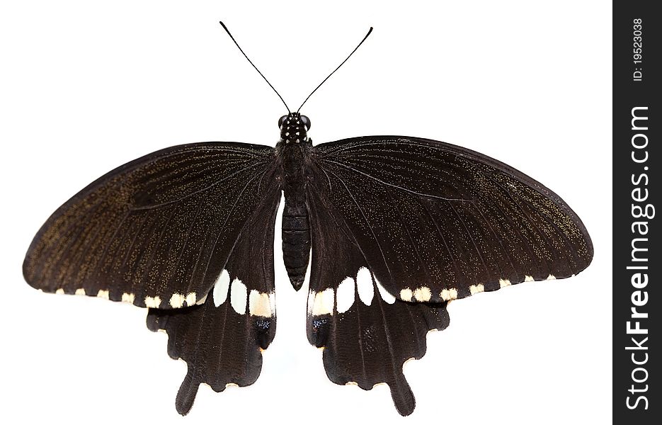 Papilio polytes &x28;male&x29;