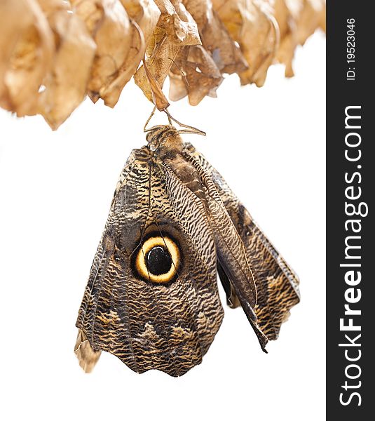 Caligo Memnon or Owl Butterfly on a branch after emerging from an chrysalis