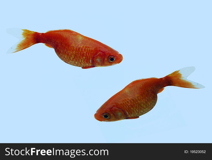 Couple Of Goldfish